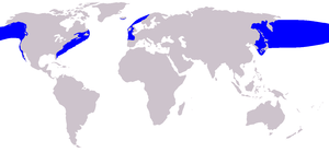 Northern Right Whale range