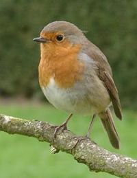 The European Robin