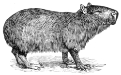 Capybara, the largest living rodent