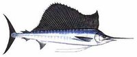 Indopacific Sailfish