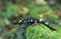 Salamandra salamandra