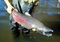 The Chinook or King Salmon is the largest salmon in North America and can grow up to 58" long and 126 pounds.