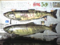 Chum Salmon of a breeding season.