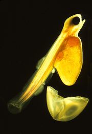 Salmon fry hatching - the larva has grown around the remains of the yolk - visible are the arteries spinning around the yolk and little oildrops, also the gut, the spine, the main caudal blood vessel, the bladder and the arcs of the gills