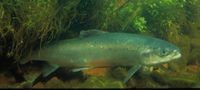 Atlantic salmon