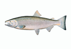 Illustration of a male Coho Salmon