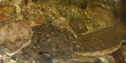 The Great Scallop (Pecten maximus) on the right, next to the Native Oyster (Ostrea edulis)