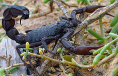 Arabian fat-tailed scorpion, Androctonus crassicauda