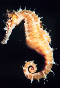 Seahorse (photo by NOAA)