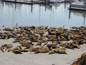 A sea lion rookery at Monterey, California