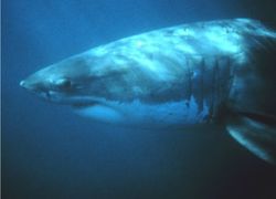 Great White Shark, Carcharodon carcharias