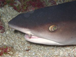 Closeup of a Whitetip reef shark.