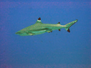 A Blacktip Reef Shark in French Polynesia
