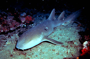 A Nurse Shark, a kind of bottom-feeding shark