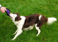 Red and white Border Collie playing a favorite game