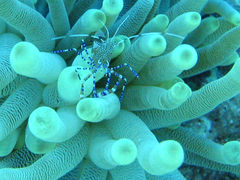 Spotted cleaner shrimp(Periclimenes yucatanicus)