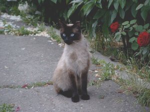 Adult female "apple-headed" Siamese cat