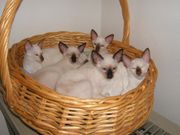 Chocolate point Siamese kittens