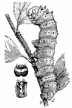 Prometheus silkworm