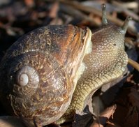 Garden Snail photographed in the USA.