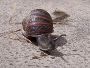 English garden snail