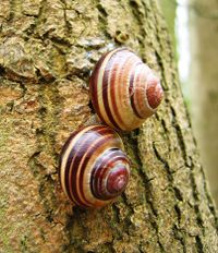 Two grove snails with banded shells, showing variations in both the number of bands and their colouring.