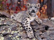 A snow leopard cub