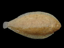 Solea lascaris