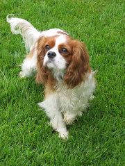 The Cavalier King Charles Spaniel, one of the smaller breeds, is primarily a lap dog.