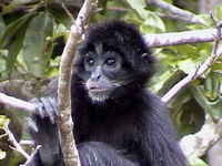 Geoffroy's Spider Monkey