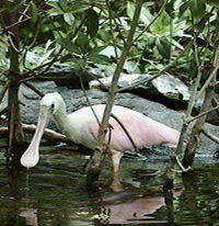 Roseate Spoonbill