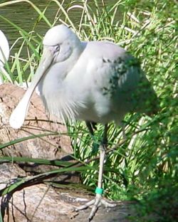 Yellow-billed Spoonbill.