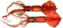 Mastigoteuthis flameaA species of whip-lash squid