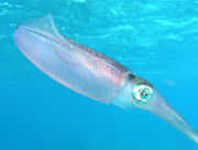 Caribbean Reef Squid or Sepioteuthis sepioidea is part of the Loliginidae family.
