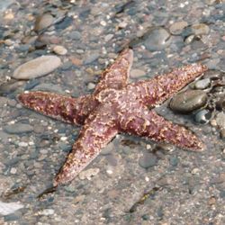 Ochre Sea Star on beachat Olympic National Park