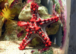 Red-knobbed Starfish Protoreaster linckii, a sea star from the Indian Ocean