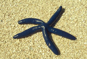 Deep Blue starfish found off of Fiji.