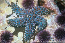 Sand Star (Astropecten foliata)