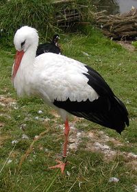 White stork Ciconia ciconia