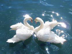 Mute Swan