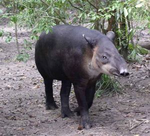 A Baird's Tapir in Belize