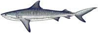 Side view of a tiger shark.