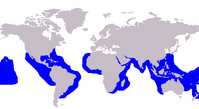 Tiger shark range (in blue)