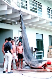 A tiger shark caught Kaneohe Bay, Oahu in 1966.