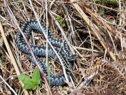 Photo of Danish viper, Vipera berus (Ravnsholt).