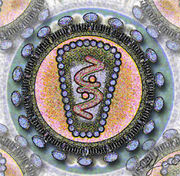 The human immunodeficiency virus (HIV)