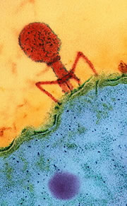 A bacteriophage virus