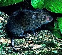 Meadow vole, Microtus pennsylvanicus