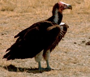 A Nubian Vulture