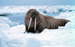 Pacific Walrus